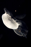 09 - Monterey Aquarium